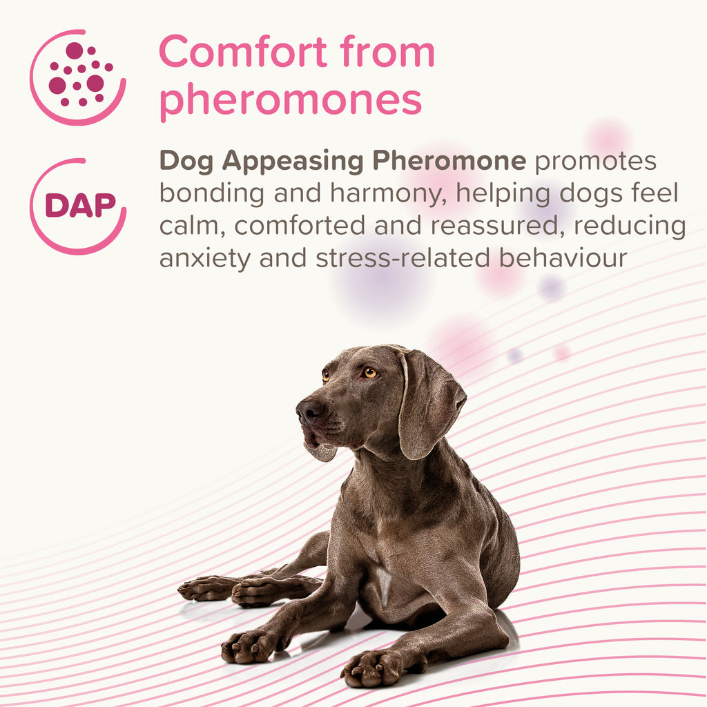 Beaphar CaniComfort Calming Diffuser 48ml