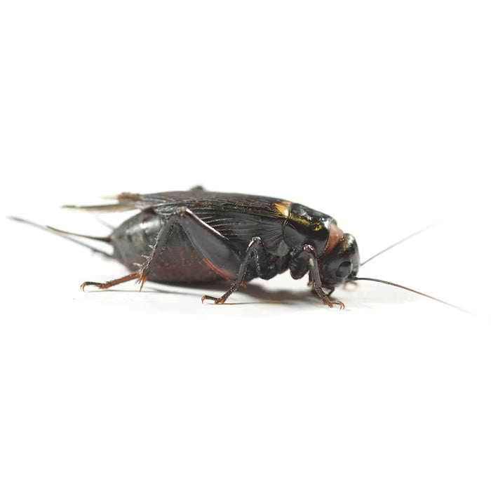 Monkfield Black Crickets 4th (12-18mm)