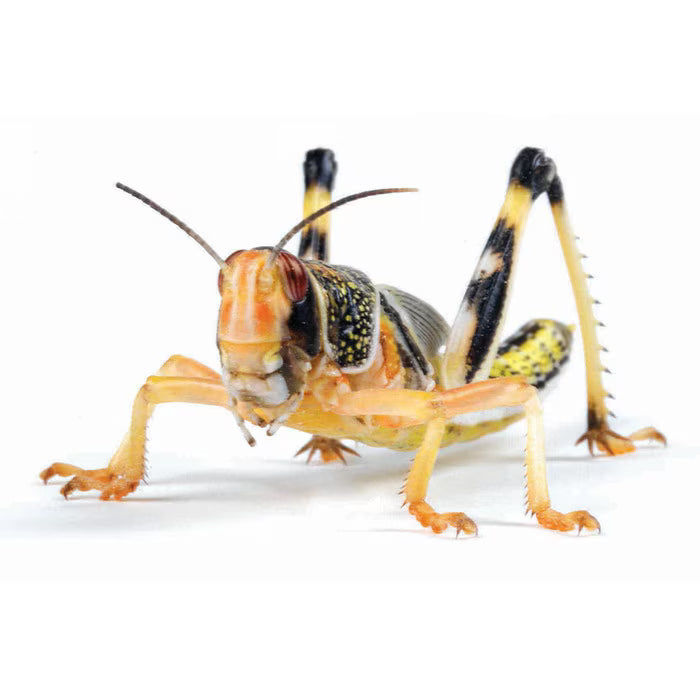 Monkfield Locust 4th Hoppers (28-32mm)