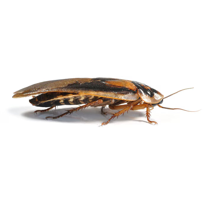 Monkfield Dubia Roaches, Adult , 35-40mm