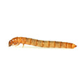 Monkfield Mini Mealworms 40g Tub