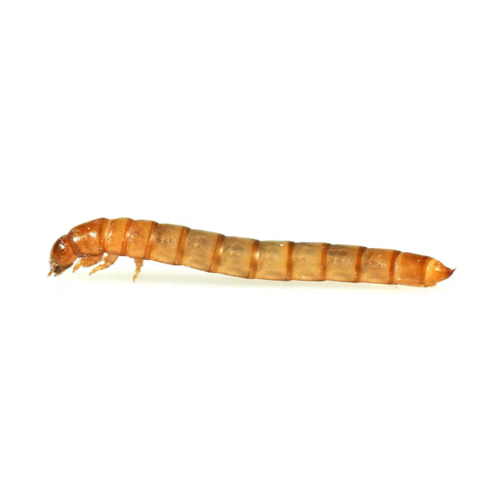 Monkfield Mini Mealworms 40g Tub