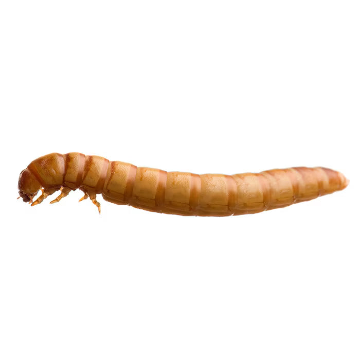 Monkfield Mealworms 60g Tub