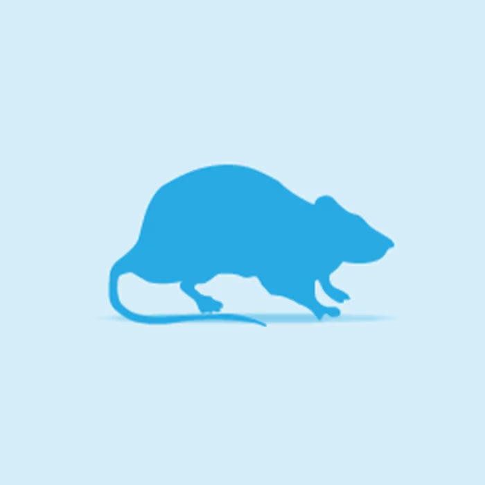 Small Rats