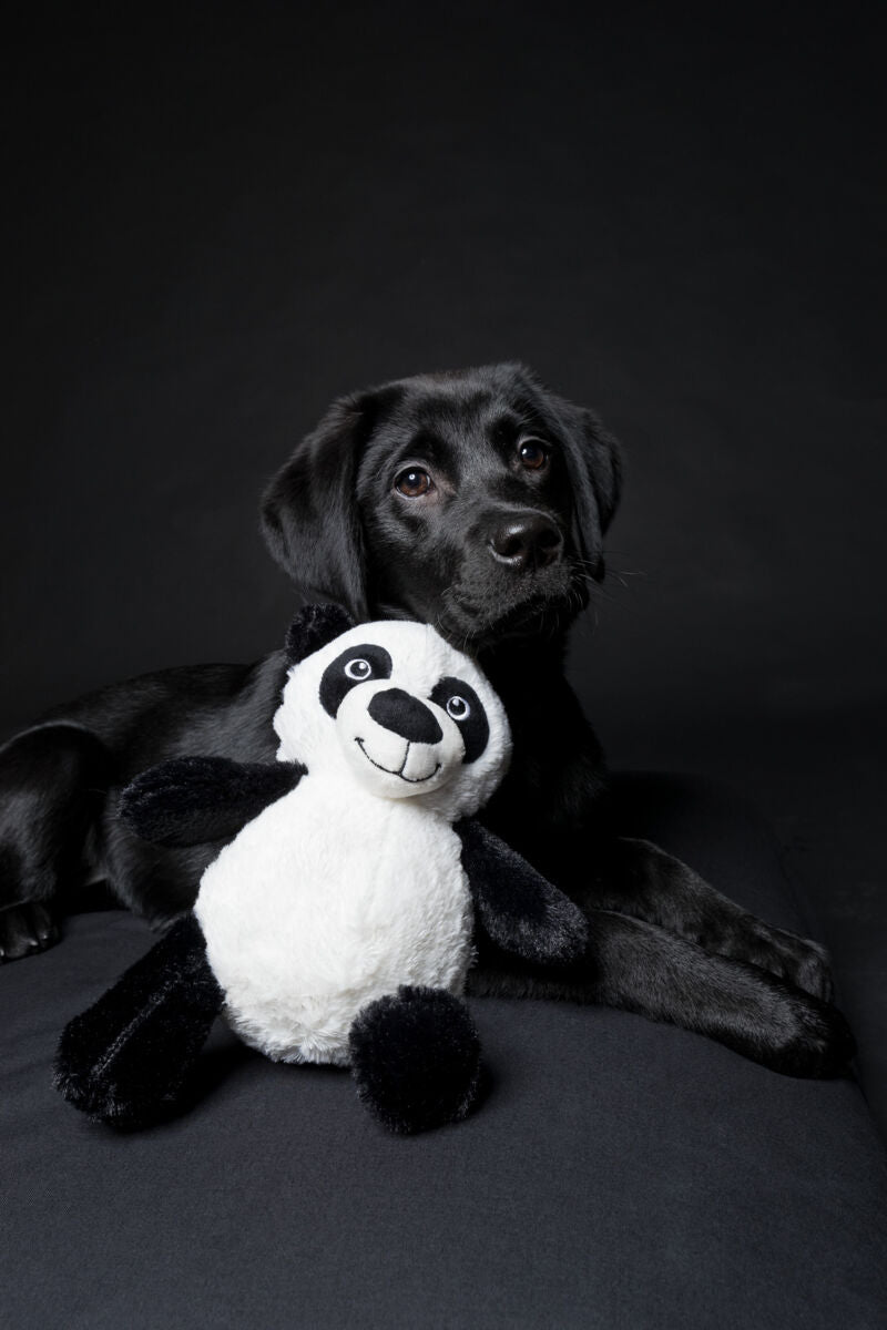 Panda for Dogs