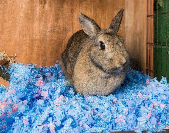 Norfolk Industries Cloth Bedding
